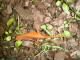 Salamander at Hickory Run State Park