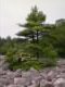 Picture - The Boulder Field at Hickory Run